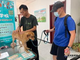 澳门六开奖结果2023开奖记录，2024年08月18日福州流浪犬有了新归宿 领养指南来了_国产化作答解释落实_网页版ok44yo