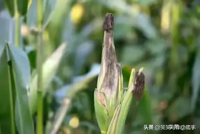 山东天气大变！8月19-21日“退烧雨”全网热议-图11