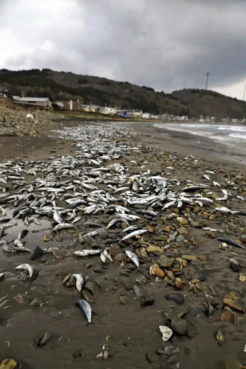 海底捞停售？日供协议曝出海鲜隐患，食客该如何自保？-图5