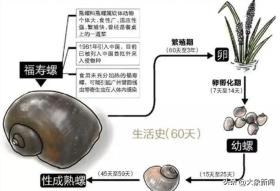 大象早报丨中秋假期河南多条高速有施工；河南一地发现外侵物种；郑州疾控回应“停止接种巴斯德流感疫苗”-图8