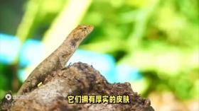 从蜥蜴到沙虫，沙漠生物的生存智慧-图2