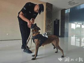 武汉警方探索无人机协同警犬作战 戴着眼镜的“哮天犬”身手更敏捷-图1