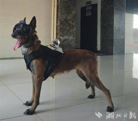 武汉警方探索无人机协同警犬作战 戴着眼镜的“哮天犬”身手更敏捷-图2