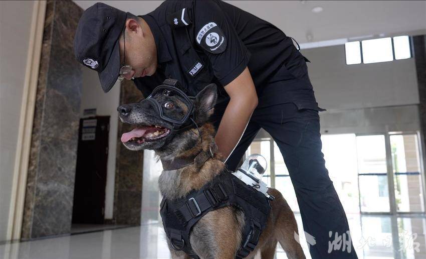 武汉警方探索无人机协同警犬作战 戴着眼镜的“哮天犬”身手更敏捷-图5