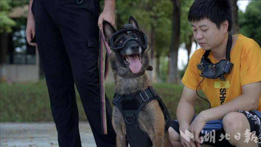 武汉警方探索无人机协同警犬作战 戴着眼镜的“哮天犬”身手更敏捷-图6