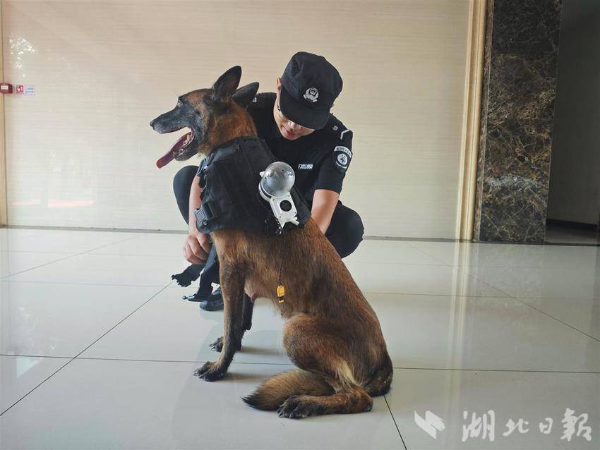 武汉警方探索无人机协同警犬作战 戴着眼镜的“哮天犬”身手更敏捷-图10